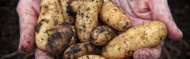 New pest management strategies for potatoes