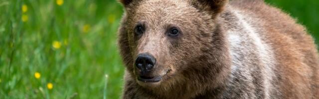 Top Crypto Traders Flip Bearish on BTC, ETH in Major Sentiment Shift