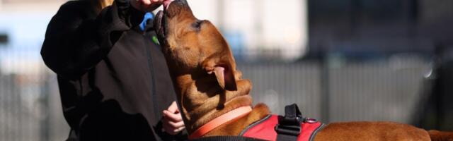 Paw Friendly? Proposed bill would prevent California landlords from banning pets in rentals
