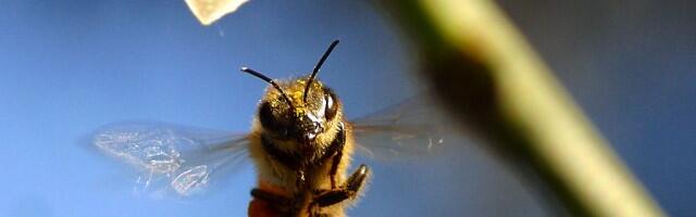 Air pollution makes it harder for bees to smell flowers