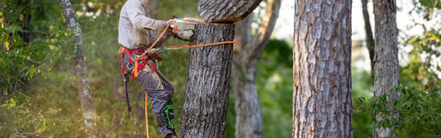 What's The Most Powerful Modern Chainsaw Ever Made And How Many CC Does It Have?