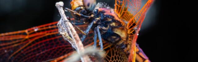 Dragonflies maneuver like fighter pilots