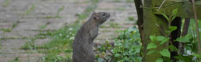 Rat-proofing for Small Businesses: Effective Strategies to Protect Your Property