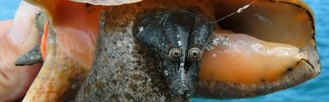 Good news! Scientists are throwing a sex party ... for giant marine snails.