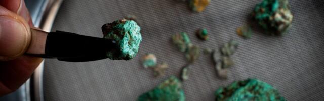 Why cats prefer silver vine to catnip and other May highlights