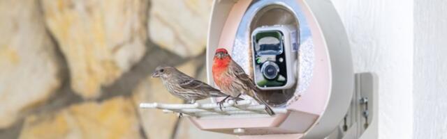 The PeckPert Smart Bird Feeder is both inviting and squirrel-proof