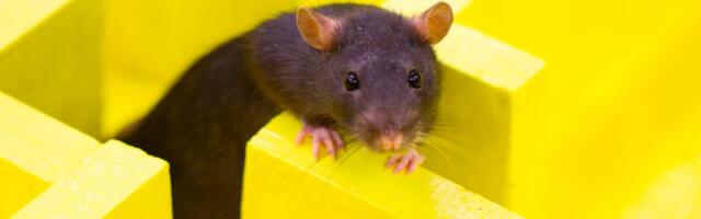 ChatGPT’s Browser Bot Seems to Avoid New York Times Links Like a Rat Who Got Electrocuted