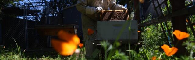Home is where the honeybees are: Cupertino beekeeper shares knowledge with locals
