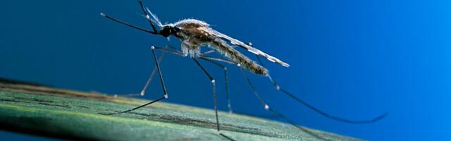 7 people have acquired malaria in the US. They’re the first in 20 years.