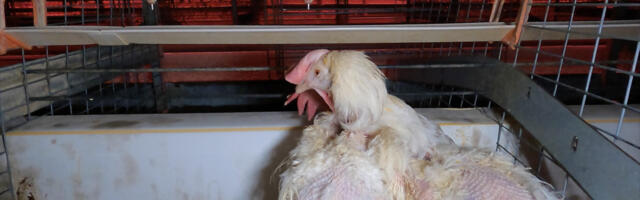 Bird flu is surging again on poultry farms. The US is normalizing the cruelest mass killing method to stop it.