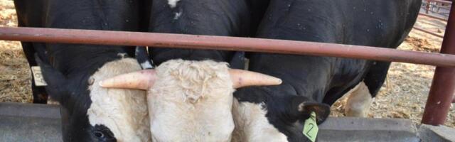 They were designed to be safer: How de-horned cows were doomed