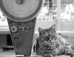 +64 и +2. Один автор, две статьи, разный результат. Несправедливо? Давайте разбираться