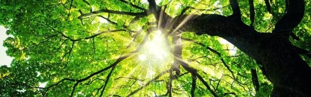 What we've been playing - "I started with maple trees behind the bank"