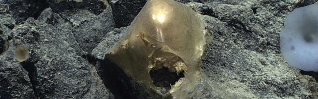A 'Golden Orb' on the Ocean Floor Came From a Mysterious Animal
