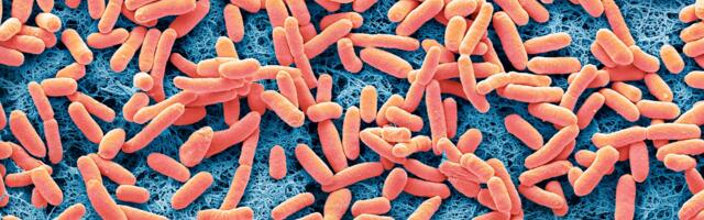 A dangerous E. coli strain has emerged; a small mutation may explain its rise