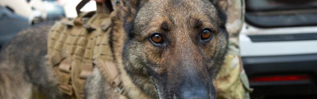 US military dogs died in poor kennel conditions as others fell ill, Pentagon watchdog says