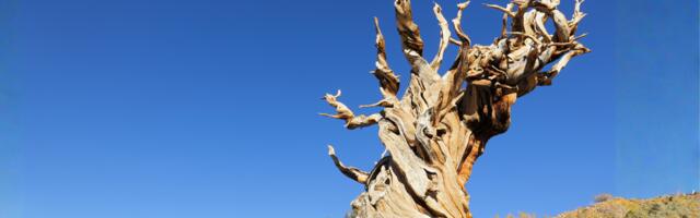 Bristlecone pines growing in the White Mountains of California germinated before the Great Pyramid was built, and the oldest one alive today, nicknamed Methuselah, has been quietly adding rings for 4,855 years in soil so poor almost nothing else survives beside it