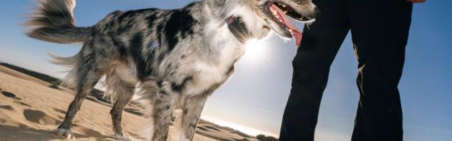 Your dog can run, but Fi’s new tracker makes sure you can still find them