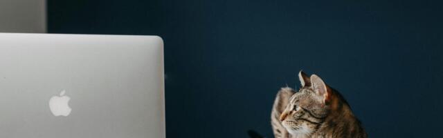 AdGuard is your one-time fix for pop-ups, autoplay ads, and online tracking — now $16