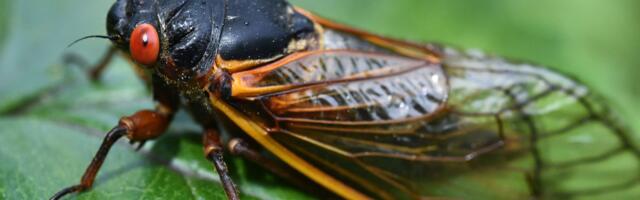 8 surprising reasons to stop hating cicadas and start worshipping them