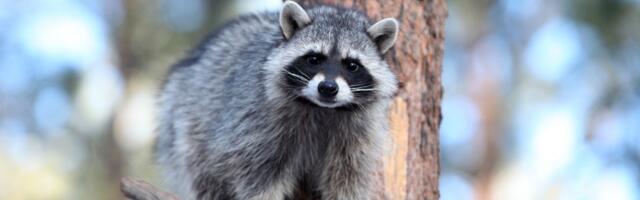 A Rare but Deadly Roundworm Spread by Raccoons Is Infecting People in LA