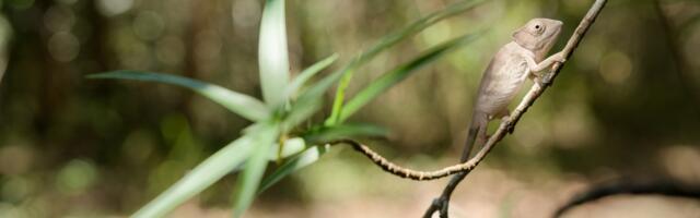 Most animals on this island nation are found nowhere else on Earth. And now they’re vanishing.