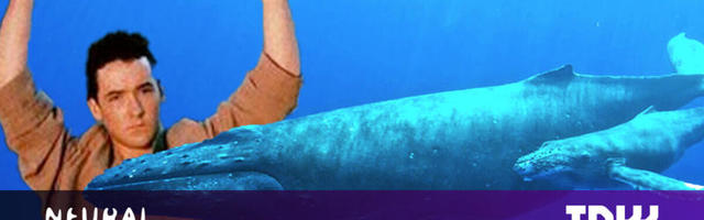 Scientists think they can finally speak to whales. Maybe they shouldn’t?