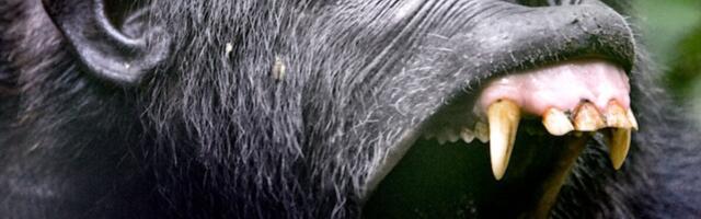 Chimpanzees Are Murdering Their Former Friends, and Researchers Can’t Wrap Their Heads Around It