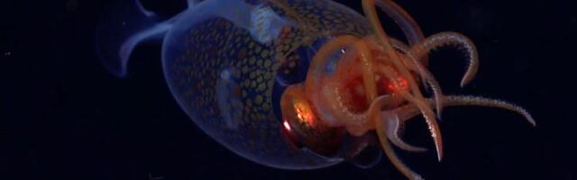 We Finally Have Video Footage of a Colossal Squid After 100 Years: Watch Now