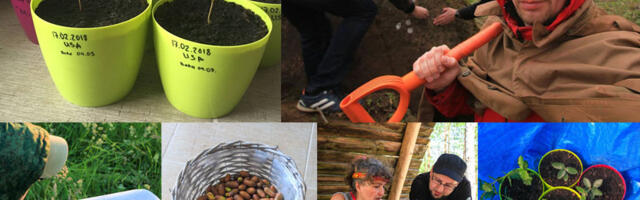 «Криптодубы». История токенизации деревьев с 2012 года