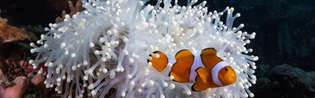 The curious case of the shrinking clownfish