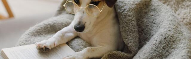 Some Dogs Can Learn New Words by Snooping in Our Conversations, Study Finds