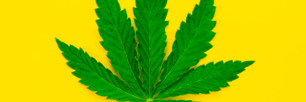 These 5 VCs have high hopes for cannabis in 2021