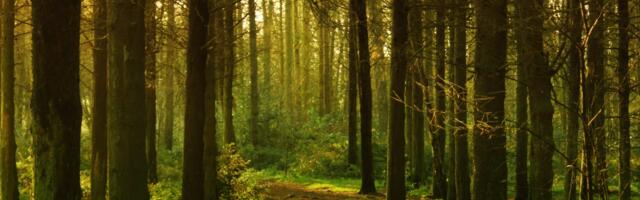 How Business in the Community Ireland can help with sustainability
