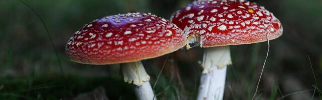 The AI grift that can literally poison you