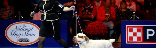 Where to watch the 2024 National Dog Show for free