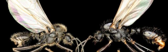 ‘Sexual Parasite’ Ant Queens Enslave Other Species to Create Cloned Hybrid Workers