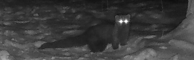 Woodland Critter Spotted in Ohio Forest for the First Time in Over 150 Years