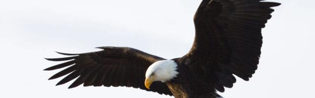 The bald eagle wasn't actually the official bird of the US until this week