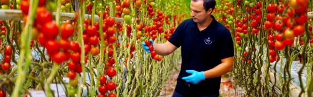 How a tiny country became the second-biggest agricultural exporter in the world