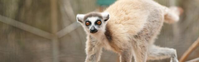 Miharingana ny gidro maneran-tany. Ity no hany fomba hamonjena azy ireo.