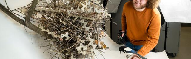 Birds have co-opted our anti-bird weapons in a genius counterattack