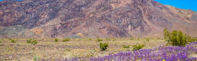 I've been to all 63 major US national parks. There are 6 I always tell people to visit in the spring.