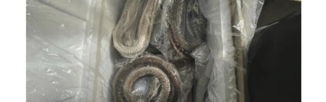 6 arrested for illegally importing goose intestines, duck blood through California port, federal authorities say