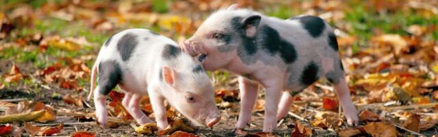 Pigs can't fly but they might be able to talk thanks to AI translators