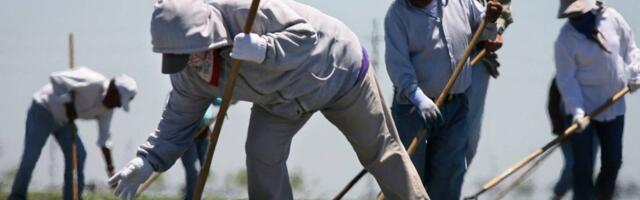 Opinion: If Trump deports farm workers, who will pick California’s crops?