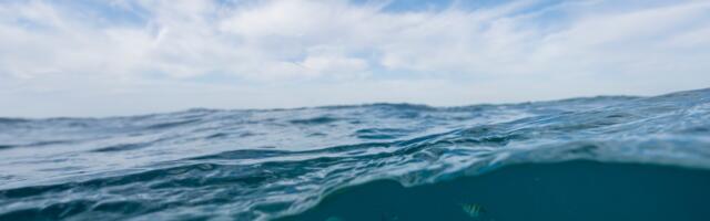 What scientists saw underwater in Florida left them “shocked” — and devastated