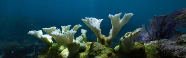 America’s most iconic coral reef is dying. Only one thing will save it.