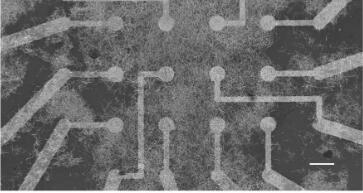 Silver Nanowire Networks to Overdrive AI Acceleration, Reservoir Computing