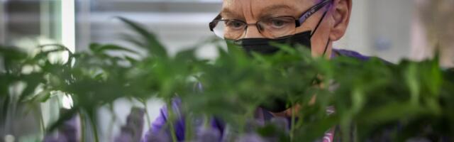 Opinion: California legal cannabis market could soon implode